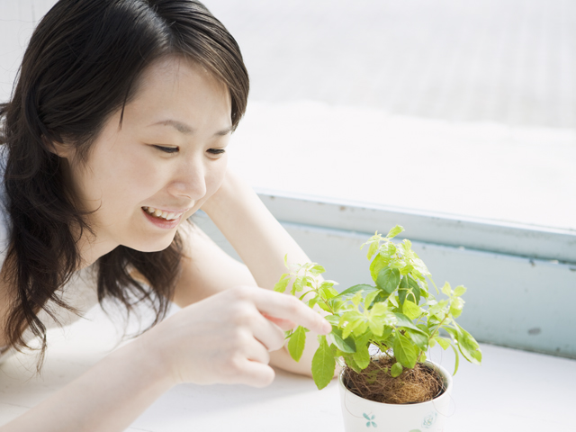 アロマスタディY’s Leaf