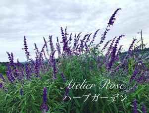 Tisane d’Akiyoshi