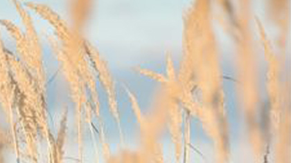 膝ケアコーディネーター